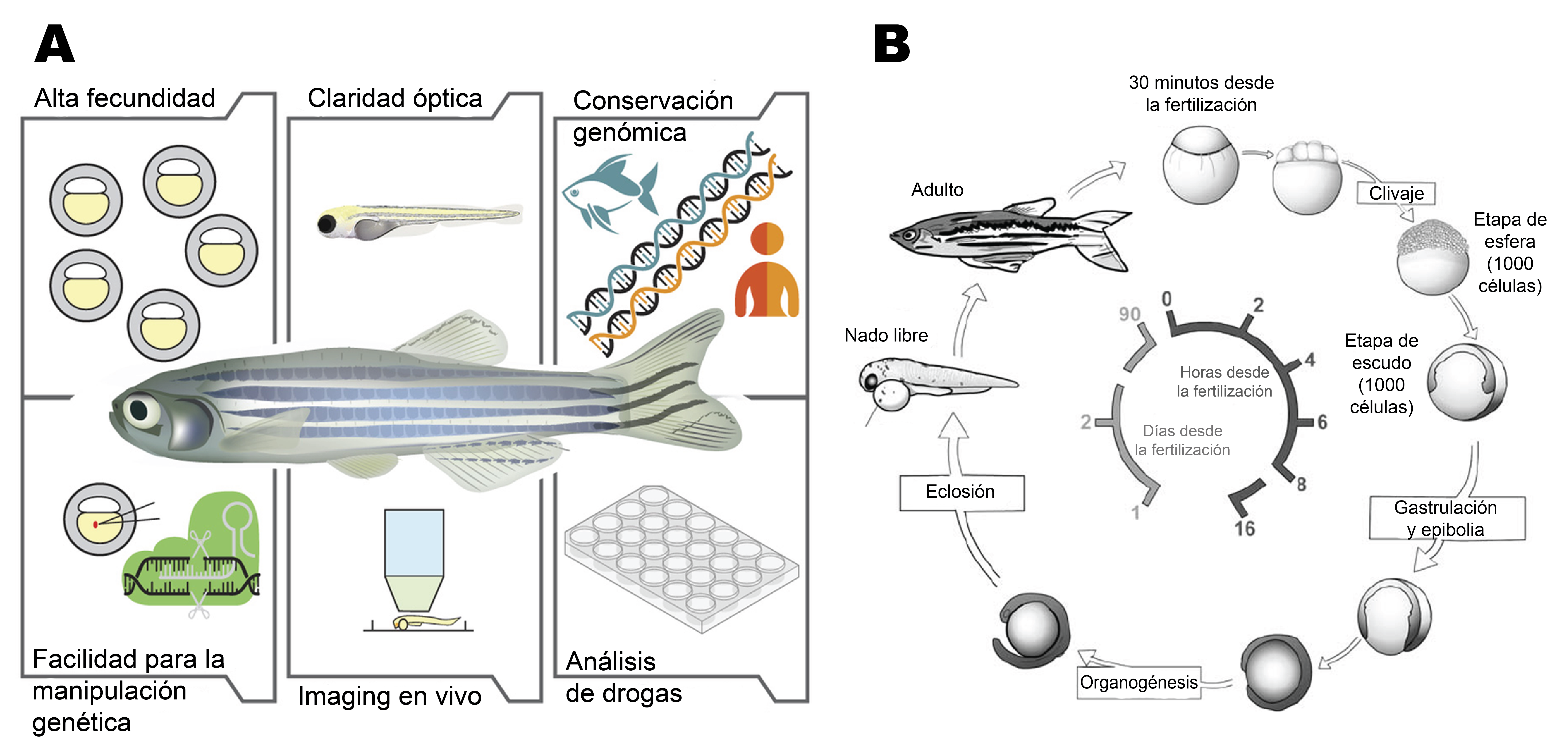 Zebrafish model advantages and lifecycle